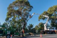 Horizon Tree Service image 1